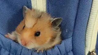 My playful hamsters are fighting for a competitive game. A funny and friendly battle 🤠💖