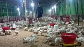 Day 17 #less investment #High profit #chicken #lovebirdsfarming #farming #poultryfarming 