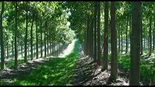 The Demand To Sell Carbon Credits On The Open Market