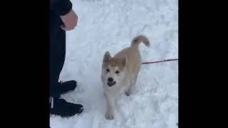 Chusky Yuki gets to know the world