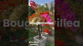 heat tolerant flowers-thrive in hot climates!