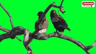 Free Eagle Green Screen Effect  | HD | Chroma Key (2021)