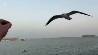 Bird Watching Sa Doha Old Port Qatar