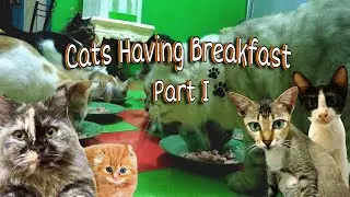 Cats Having Breakfast | Friendly Cat House | Part I