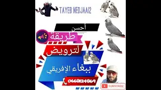 أحسن طریقة لترویض ببغاء الإفریقی
