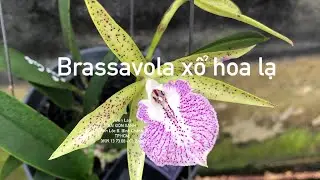 Hoa lan đẹp: Herman Emi, Bowringiana Coerulea, Pratum l&aacute; kẻ sọc, Carol Ackerson, Brass xổ lạ,...