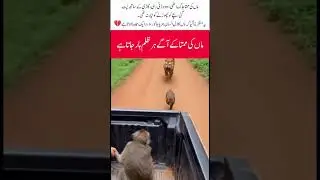 A Mother Leopard Chased the Car to SaveHer Baby#MotherLove#WildlifeEmotional#SaveAnimals#NatureTruth