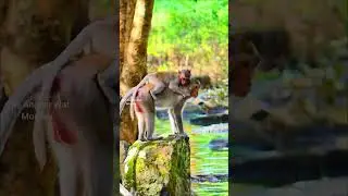 Deeply angry moment! What's happening on little baby monkey screaming so loudly like that