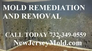 Crawl Space Mold Remediation Removal Lavallette NJ  732-349-0559 NewJerseyMold.com