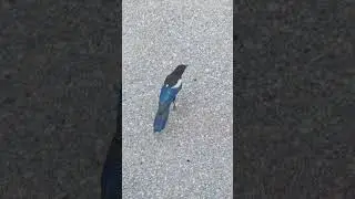 Saskatoon, Saskatchewan Magpie 😻🫶