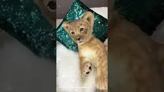 Video review of a replica of a baby lion/Soft Sculpture/100% synthetic fur - Luver_Soft_Sculpture