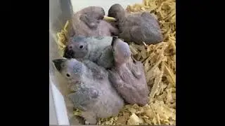 yavru jako papağan bebek jako papağan sahiplenmek