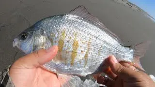 California Redtail Surf Perch Fishing in JULY 2020 (Fishing REPORT)