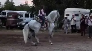 EXHIBICION DE UN CABALLOS PASO COSTA RICENSE E IBERO - CORDOVA PRODUCCION HD 720p Video Sharing