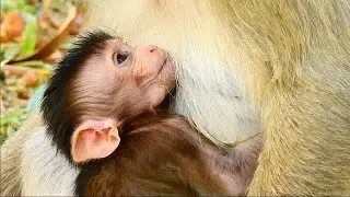 Baby Brandy is not enough milk from mummy Briget monkey