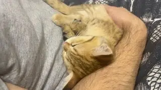 Характер Гуччи 😊