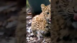 Beautiful Cubs of BigCats 😍 | Adorable & Fierce #Shorts