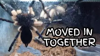 Monocentropus balfouri (Socotra Blue Baboon) pairing