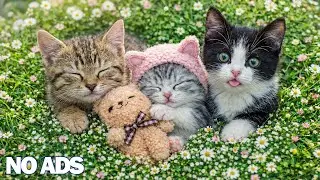 12 часов Успокаивающая Музыка для Кошек 🎵Релаксирующая & Лечебная😸Глубокий Сон Музыка 💖🐾 Без Рекламы