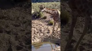 Giraffes Nature's Tallest Wonders