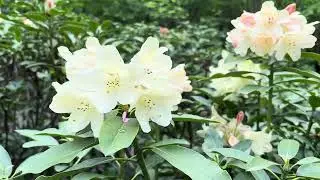 Rhododendron és Azalea virágzás a Kámoni arborétumban. Szombathelyen.