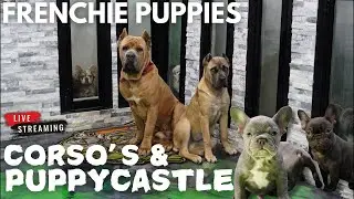 Frenchie puppies play with giant Cane Corsos & puppy castle ! Q&A