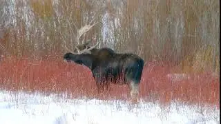 Moose Antler Shed