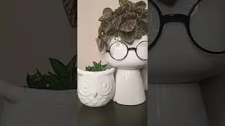 Wizard inspired planters #teffisplants