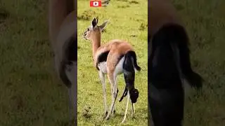 Gazelle give birth to baby gazelle 😭| gazelle | #animals #wildlife #shorts #video