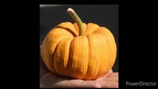 Pumpkin varieties