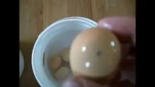 How to Check Eggs Using the Water Test