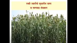 रब्बी ज्वारी लागवड तंत्रज्ञान- डॉ.बी.व्ही.आसेवर,विभागप्रमुख,कृषिविद्या विभाग, वनामकृवि.,परभणी