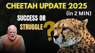 India&rsquo;s Big Wildlife Gamble 🐆 | Project Cheetah Update 2025 Full Story in 2 min| Deaths & Future