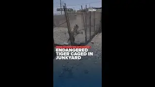 Endangered tiger found caged in Juarez junkyard