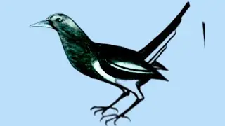 How to draw magpie bird /Doel dird drawing easy/সহজে দোয়েল পাখি আকঁতে শিখি☘☘☘