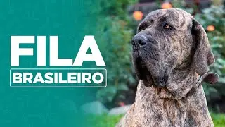 🐶 Curiosidades da raça Fila Brasileiro