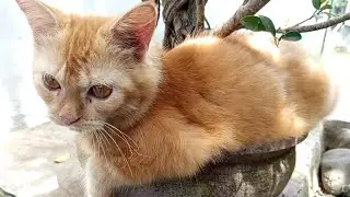 &laquo;Две стороны кота: расслабленность против свирепости! 😇 против 😈&raquo; #фау-тян #кот