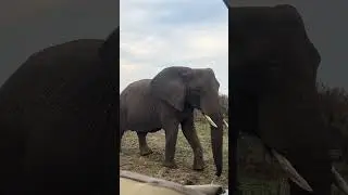 A close up elephant encounter. #animals #wildlife #safari #elephant #animals #zewildphotoguide