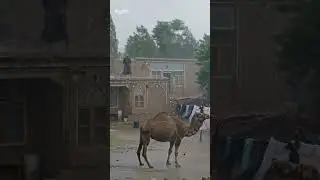 Epic Rainstorm Life in a Rural Iranian Village #rain #iran