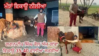 27 December 2025 ਫੋਨ 88721-73029 👈 8-9 ਝੋਟੀਆ ਮੱਝਾ ਸ਼ਾਮਲ ਨਾਲ ਤੋਕੜ ਗਾਂਵਾ ਤੋਕੜ ਗੱਬਣ ਝੋਟੀਆ ਵਿਕਾਊ 