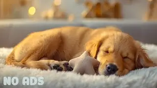12 Hours Soft Calming Music for Dogs 🌿 Reduce Dog Anxiety & Promote Sleep | No Ads