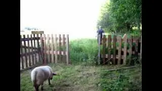 Jungb&ouml;cke ziehen auf satte Weide um