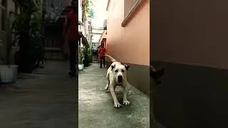 Labrador Retriever Running//2021//Simmba