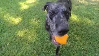 Jolly Pup Dallas Dog Walking Services - Izzy vs. the Kong toy