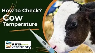 How to take the body temperature of animals|| How to check Cow Temperature?