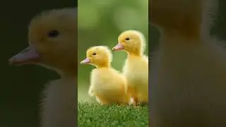 Cute Ducklings (3) #babyanimals #ducklings #shortsfeed #shorts #duck #cute