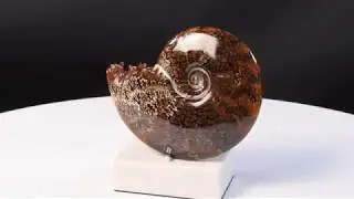 Mounted Ammonite Cleoniceras Ref 8531