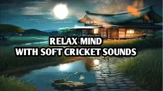 Soft Cricket Sounds, Typical Rural Atmosphere For Fast Sleep