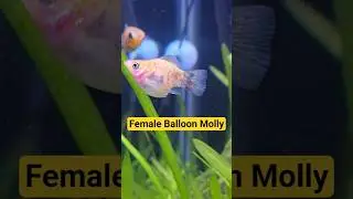 🐟Female Balloon Molly #Shorts #Balloonmolly #Mollyfish