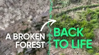Bringing a Broken Forest Back to Life: Ecosystem Restoration in Lentill&egrave;res 🌱